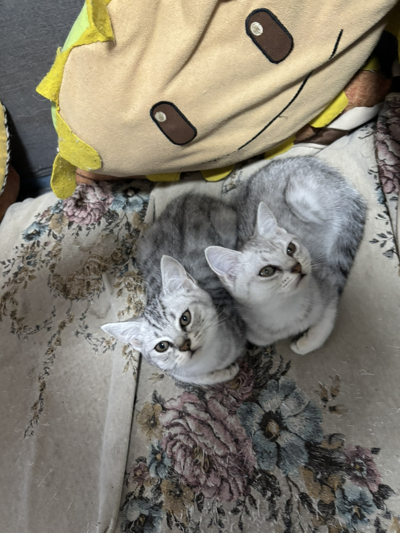 超级可爱小奶猫
