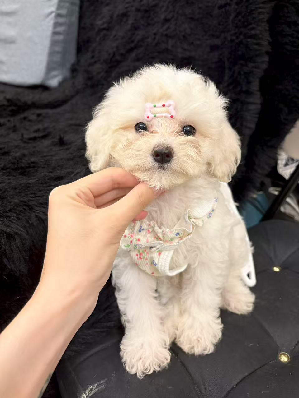 小标体比熊2个多月公狗
