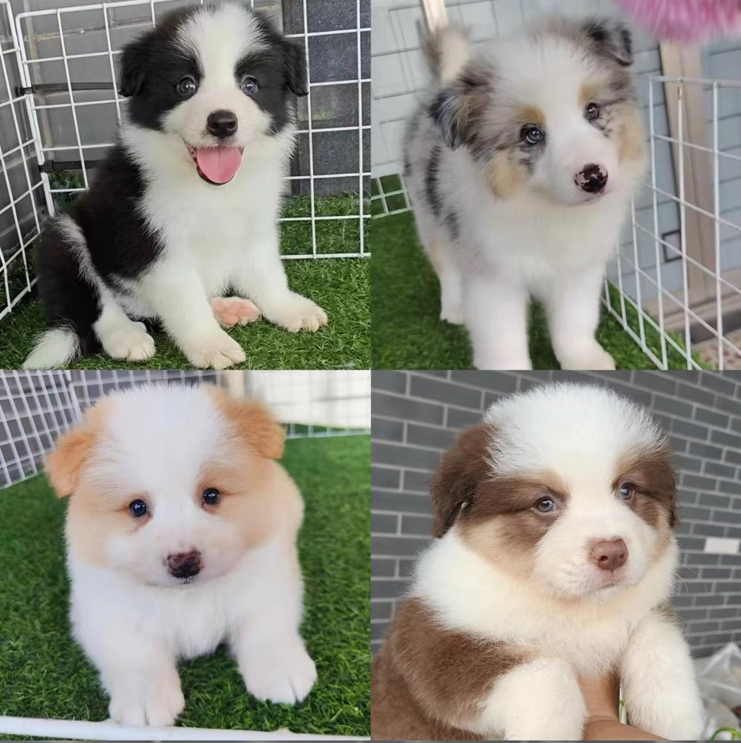 陨石色边牧。边境牧羊犬。
