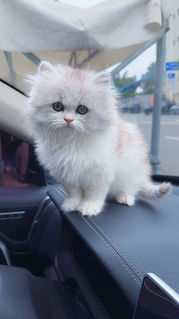 英国长毛猫
