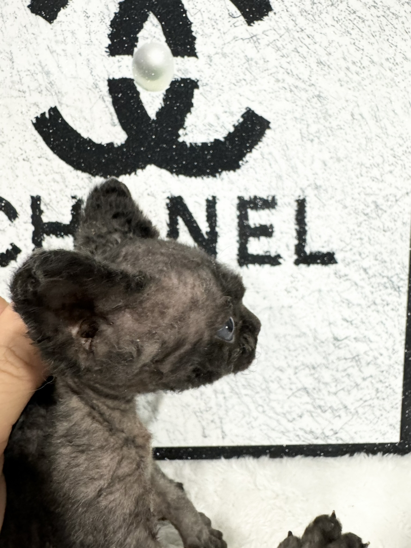 纯黑长毛弟弟，缺种公的来