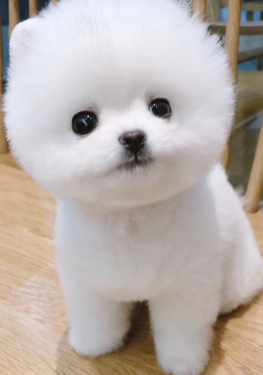 博美(俊介装)幼犬,雪白蓬松大眼呆萌,乖巧粘人,家庭陪伴佳选