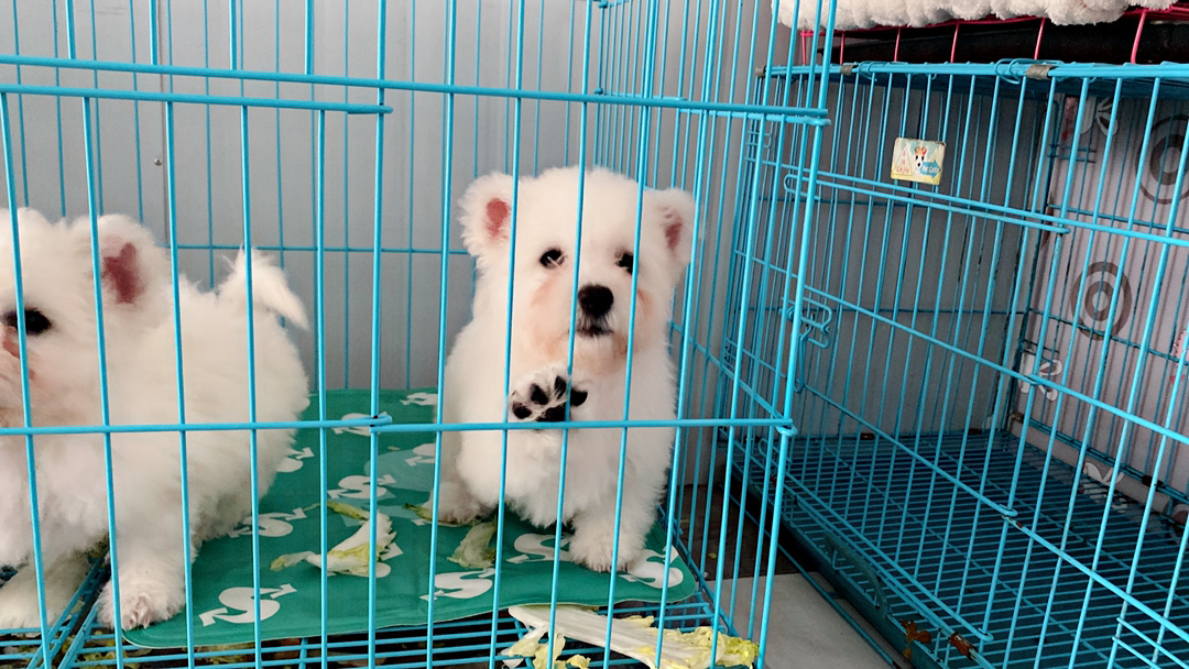 飞耳比熊幼崽 活波可爱 性格好 偏小体