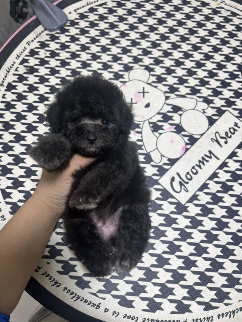 微小体灰泰迪母