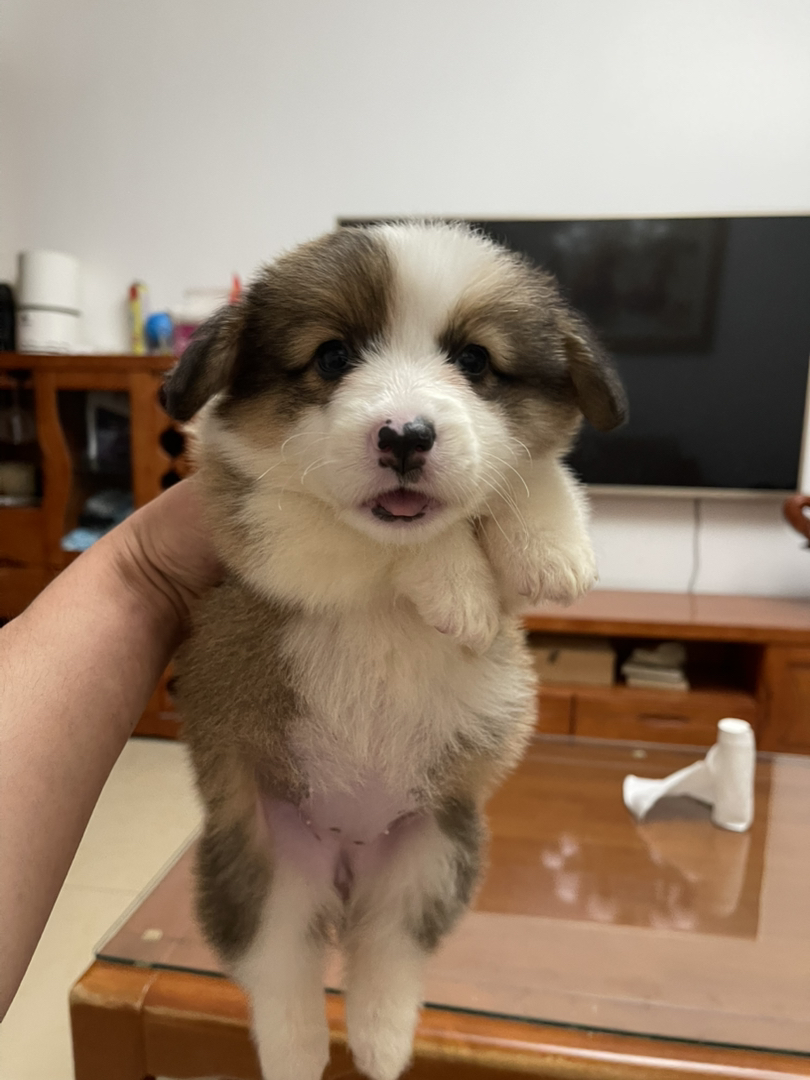 长毛可爱柯基幼犬，短腿萌态十足，治愈系小天使