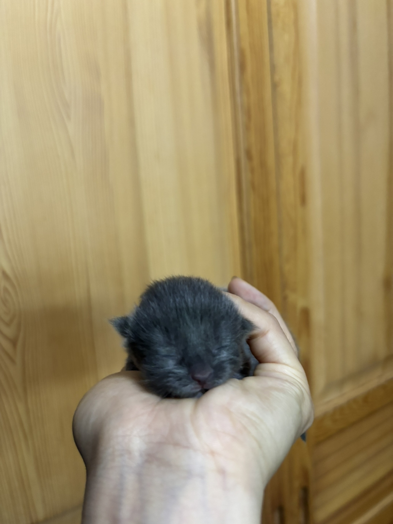 缅因猫