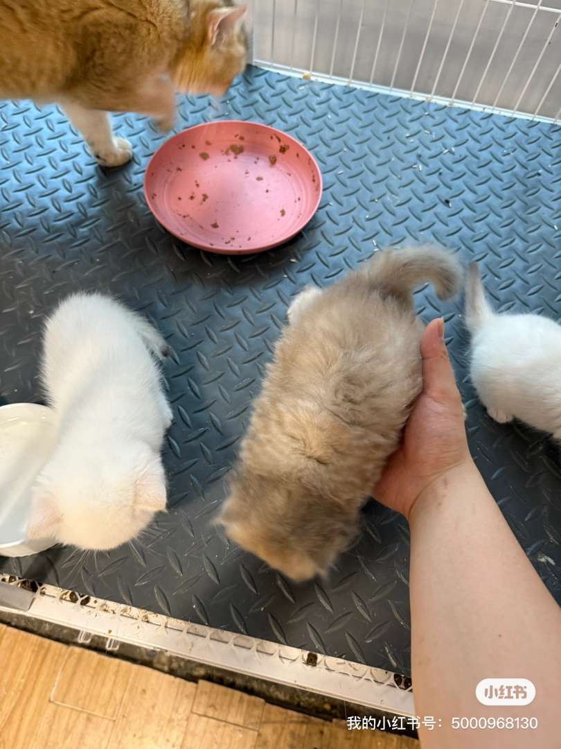 长毛金点宝宝