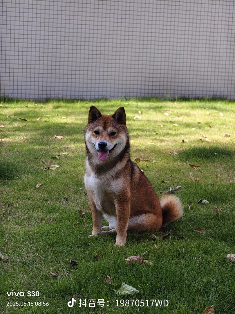 【稀有胡麻色柴犬弟弟待领～双血统基因好，健康有保障！】