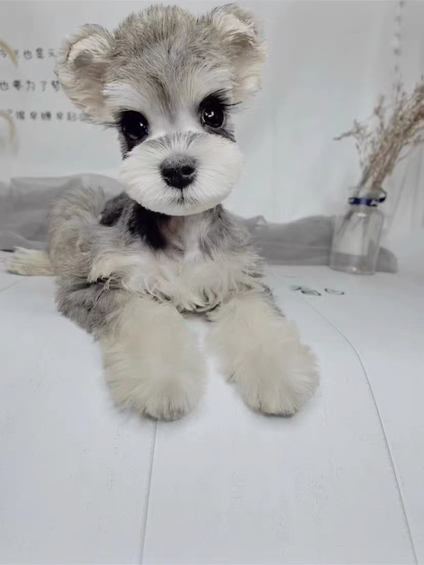 椒盐色雪纳瑞❤️黑银色雪纳瑞