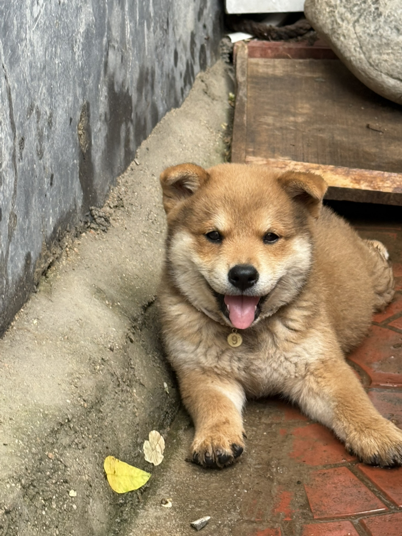 【自家繁育超萌柴犬弟弟找新家～】