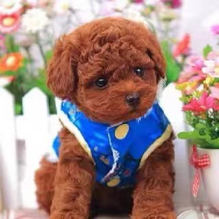 可爱泰迪犬,毛绒绒超萌,小巧玲珑适合陪伴
