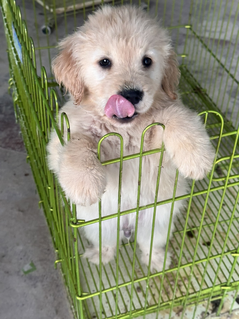 金毛幼犬，可爱活泼，性格温顺，适合家庭养殖