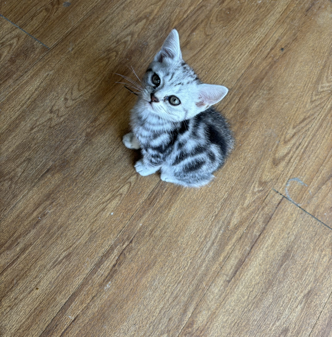 2个月虎斑，自己家猫生的。