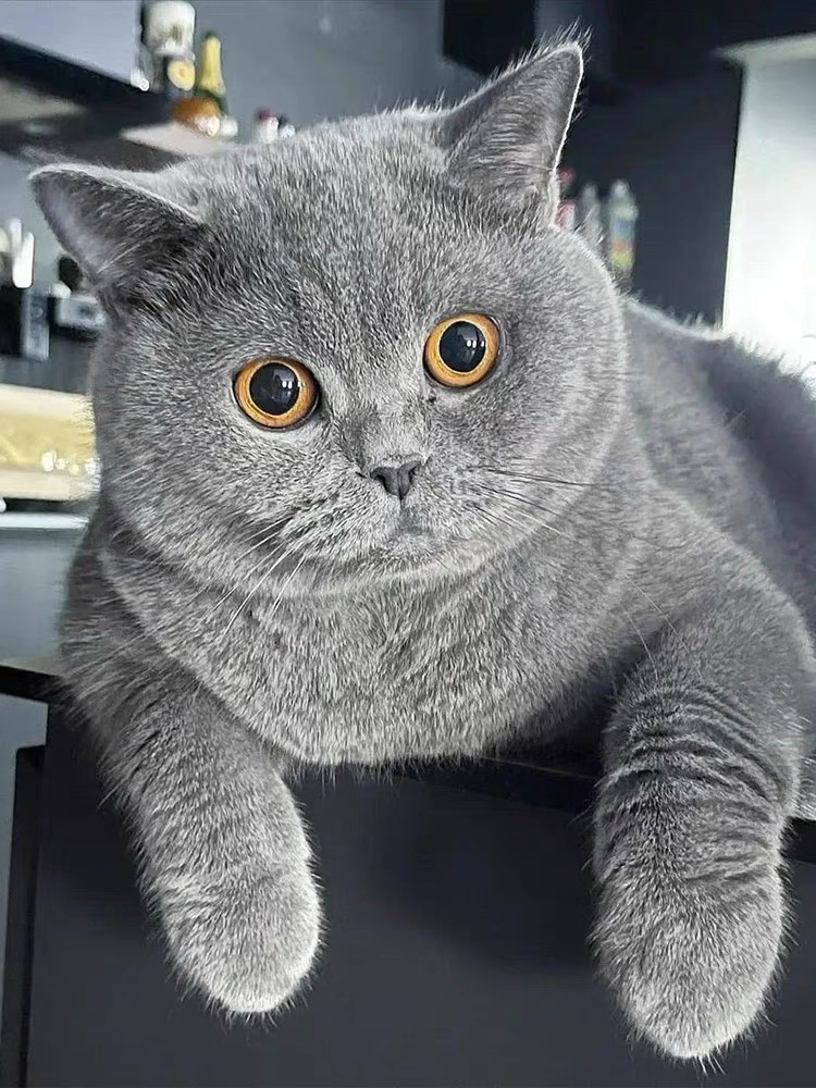 ❤平台推荐商家❤双血统纯种蓝猫