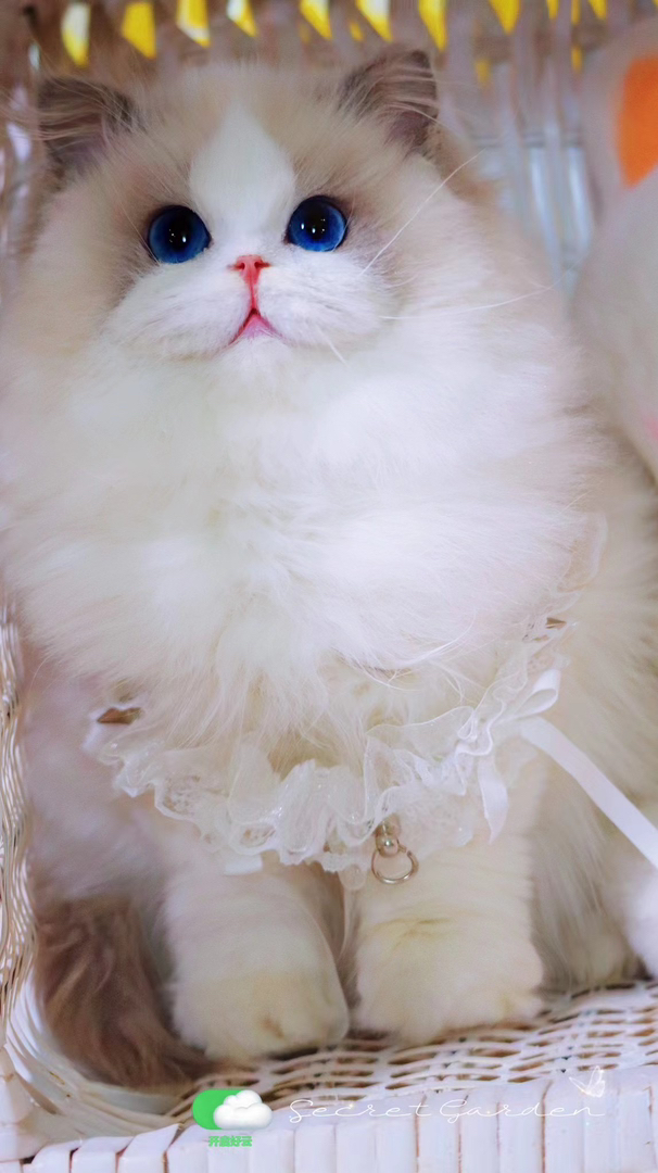 高端布偶猫