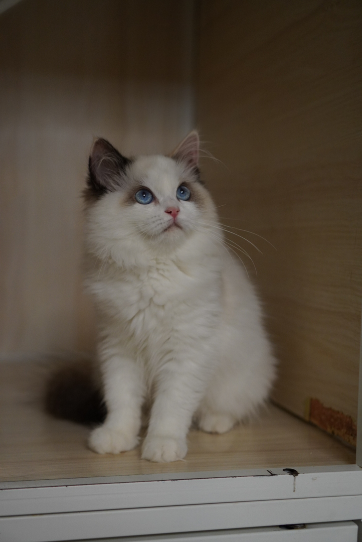 玳瑁布偶猫幼崽