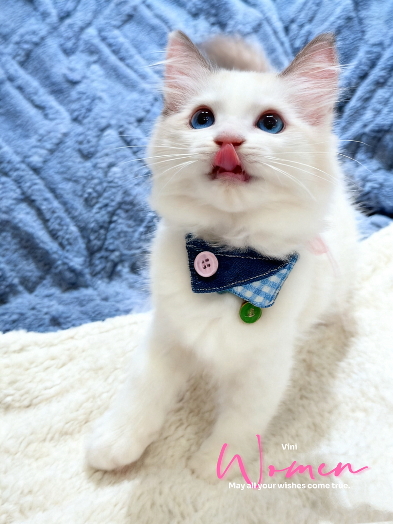 家教超好蓝双布偶猫，天使性格粘人安静，习惯满分，新手养猫零压力。