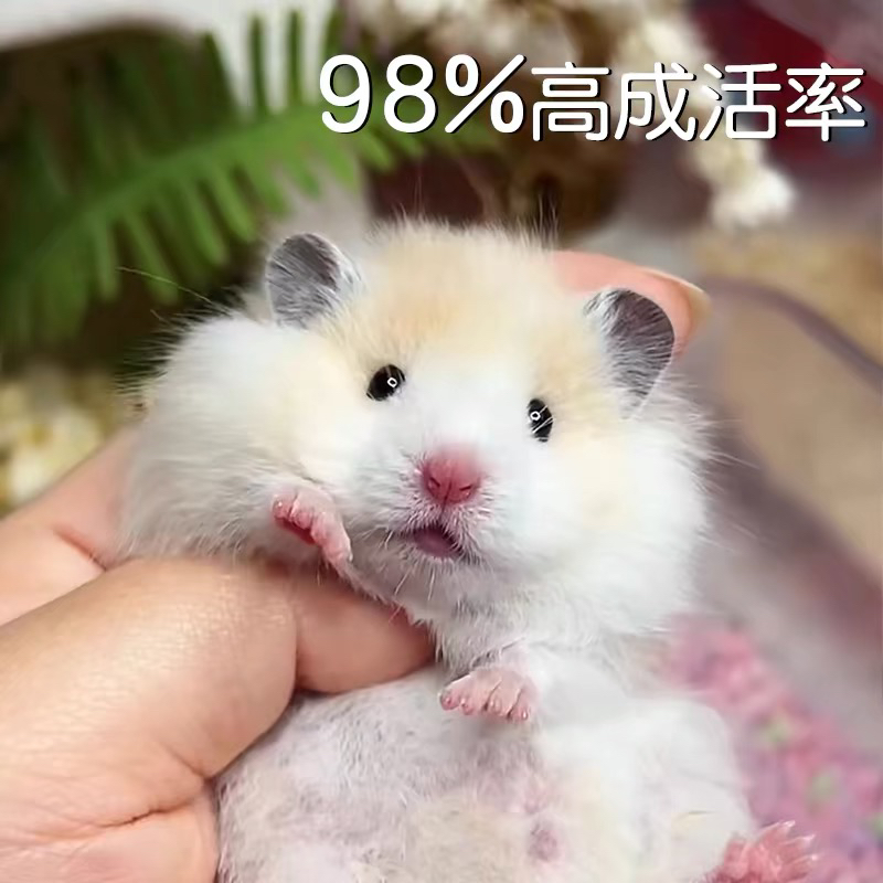 仓鼠❤金丝熊❤
