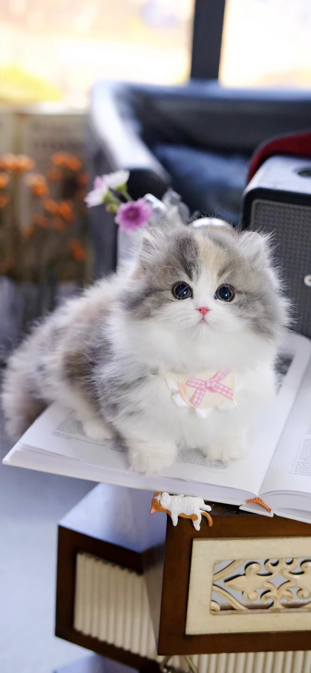 稀有三色矮脚拿破仑猫咪