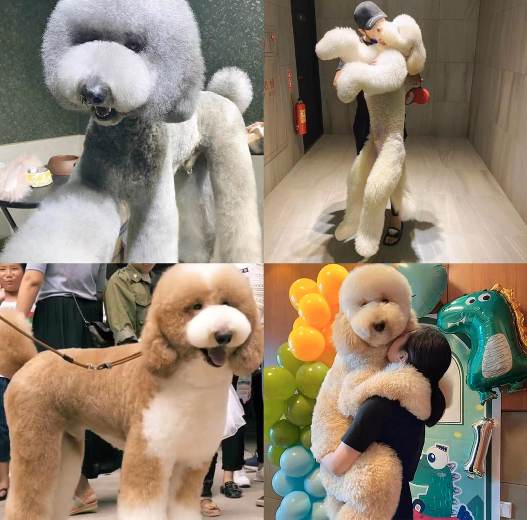 各种颜色花巨贵犬❤️灰色巨贵