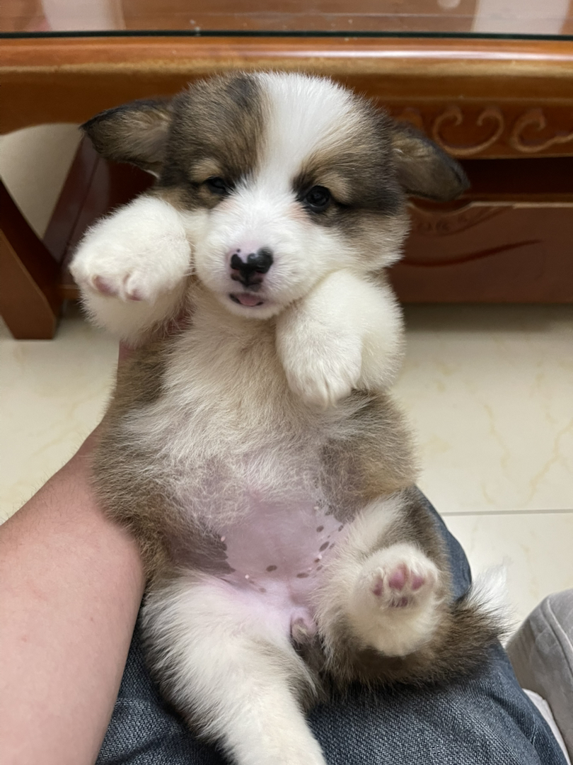 长毛可爱柯基幼犬，短腿萌态十足，治愈系小天使
