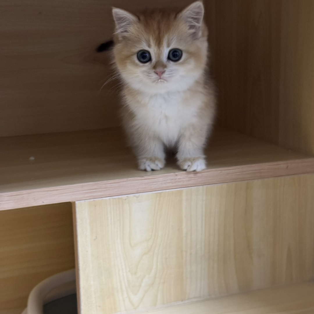 金渐层小猫，颜值爆表，毛发柔软，温顺亲人的可爱萌宠