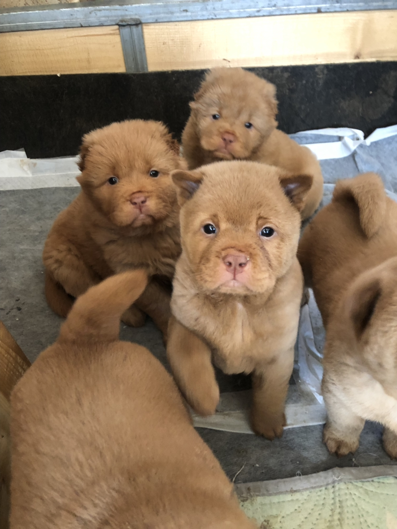 广东五红犬