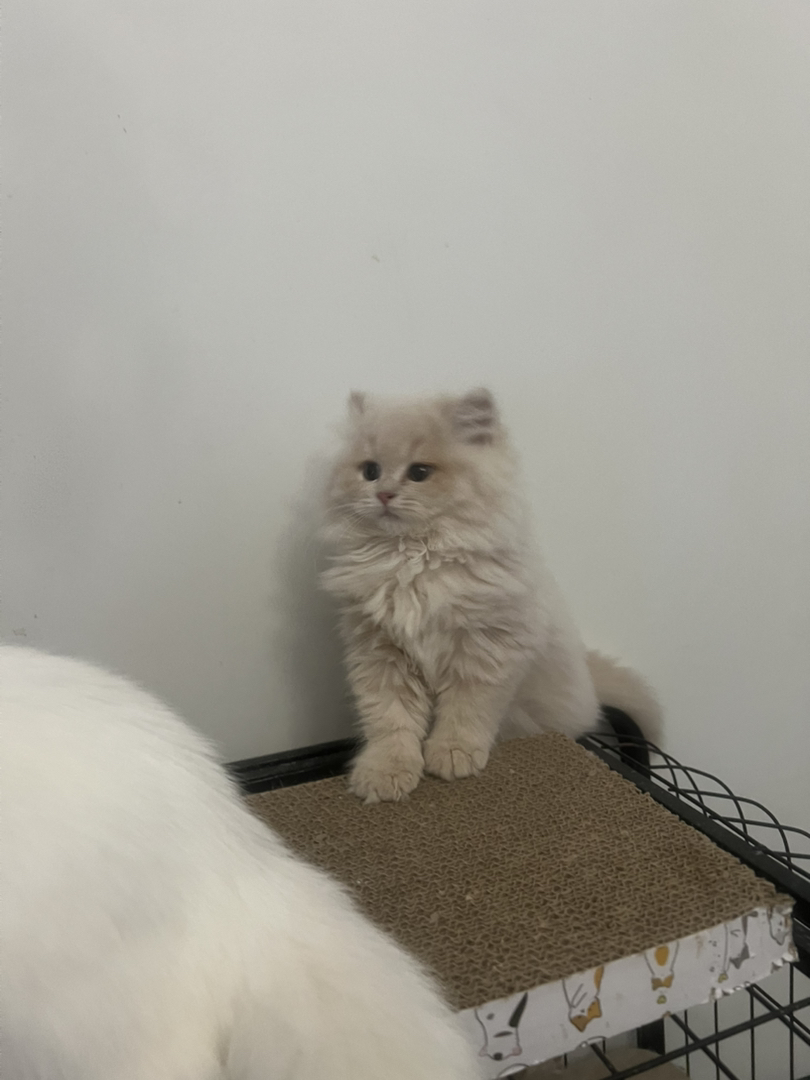 米努特稀有色高地弟弟