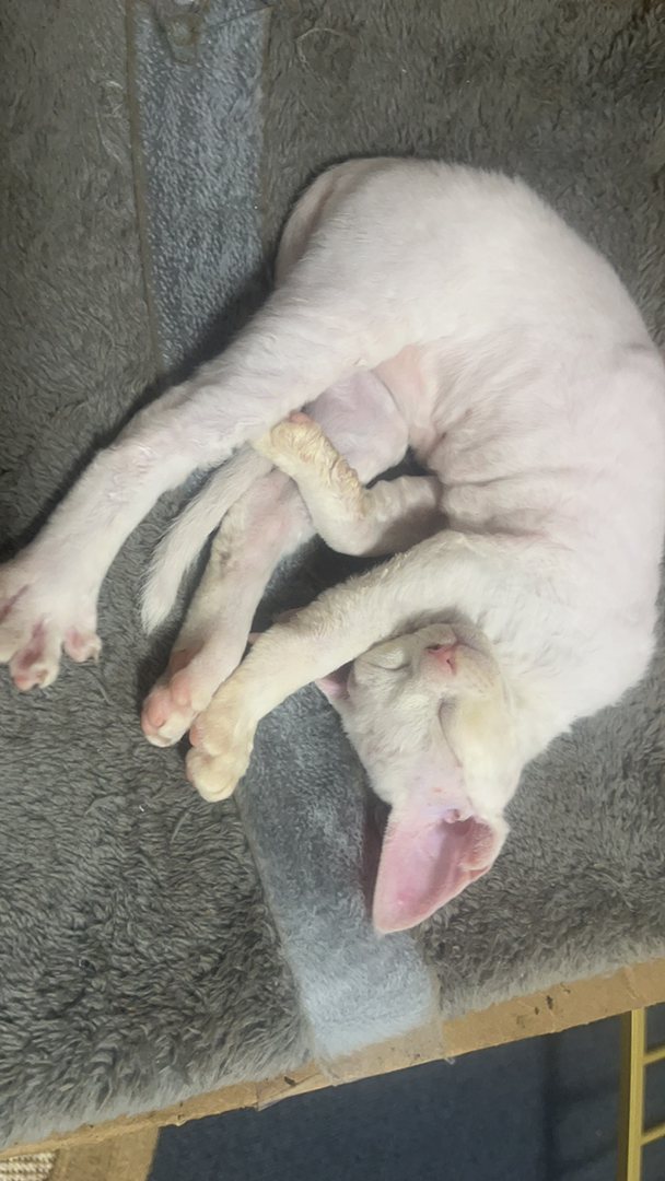 德文卷毛猫弟弟