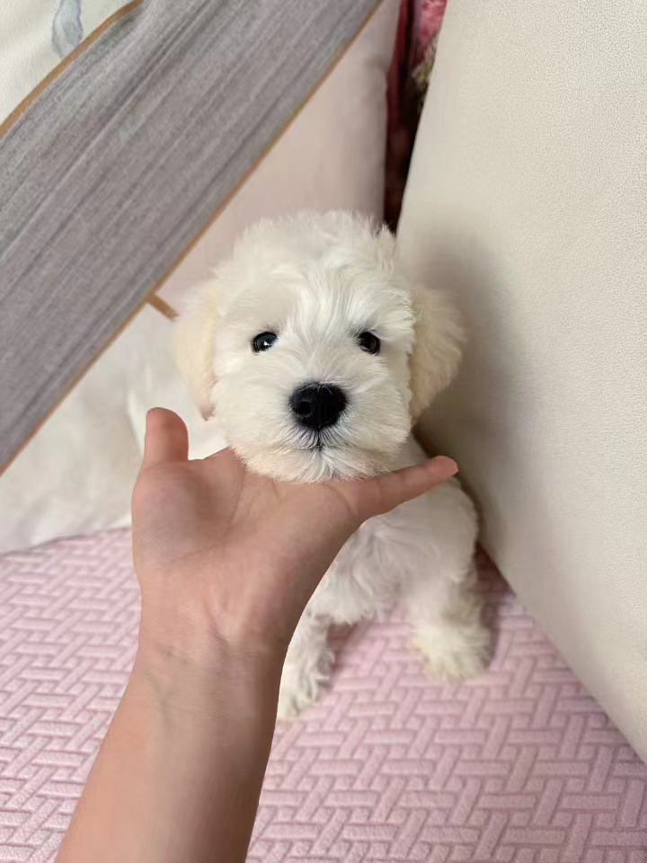 纯白色雪纳瑞宝宝❤疫苗齐全