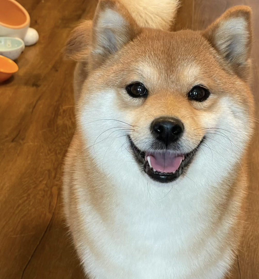 ❤平台推荐商家❤双血统纯种日本柴犬