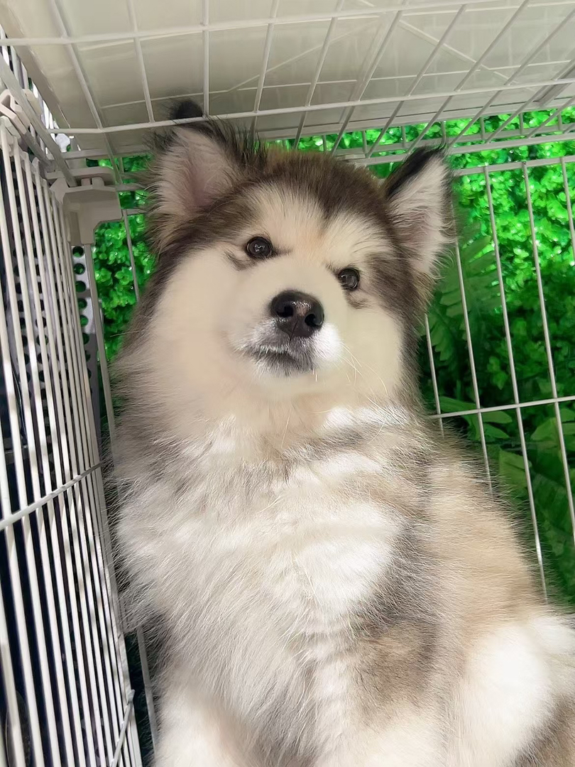 阿拉斯加雪橇犬幼犬，毛厚蓬松，可爱萌宠首选