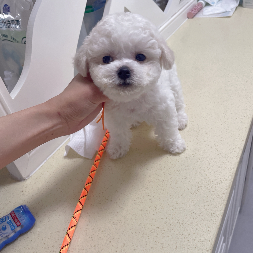 双血统比熊弟弟妹妹都有弟弟4500