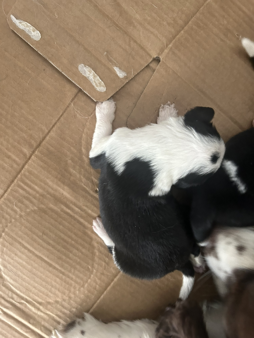 黑白萌犬边境牧羊犬，幼犬活泼可爱，聪明伶俐好养活