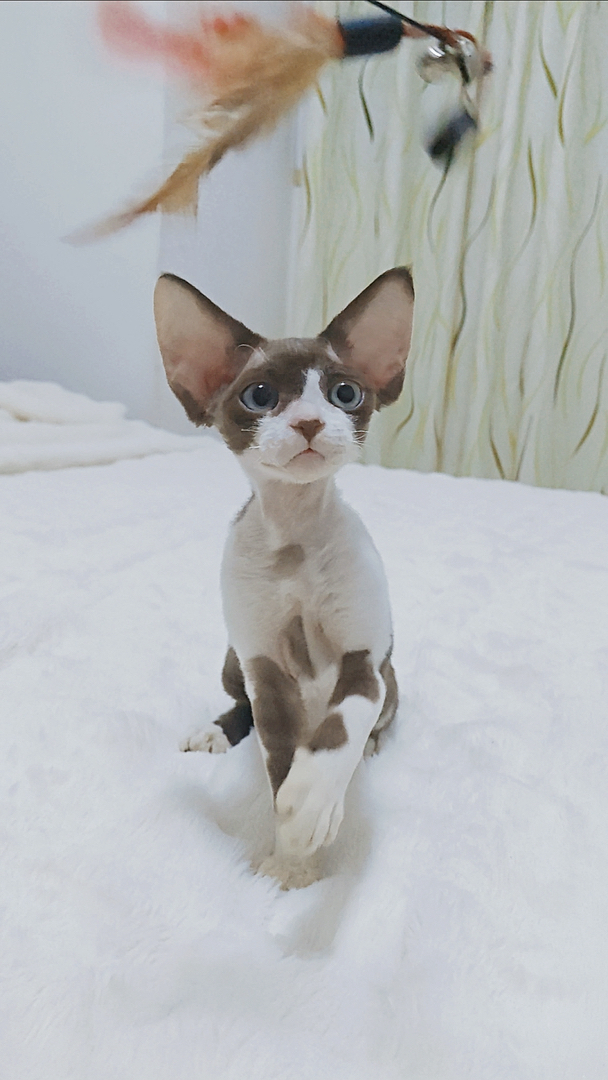 德文卷毛猫妹妹