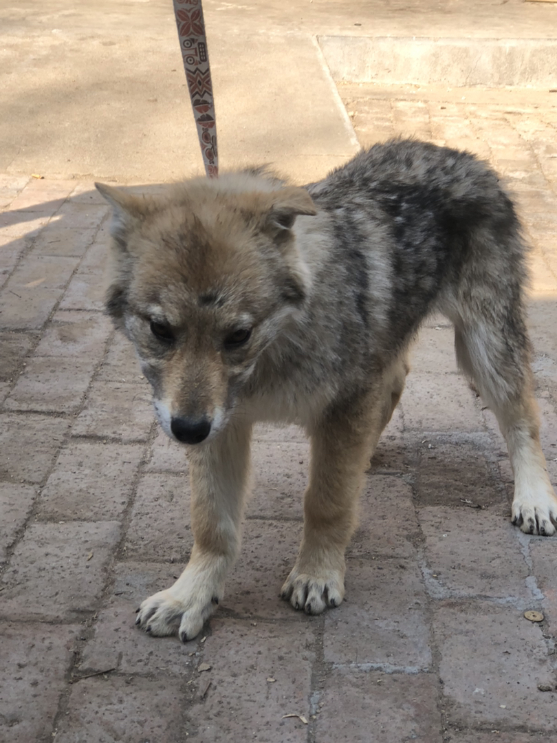 捷克狼犬找个新家！