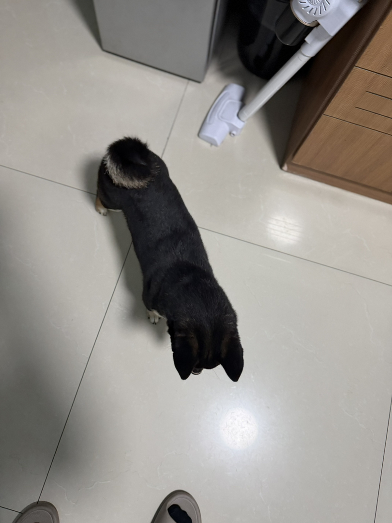 富贵 胸花完美 粘人精 开始发腮