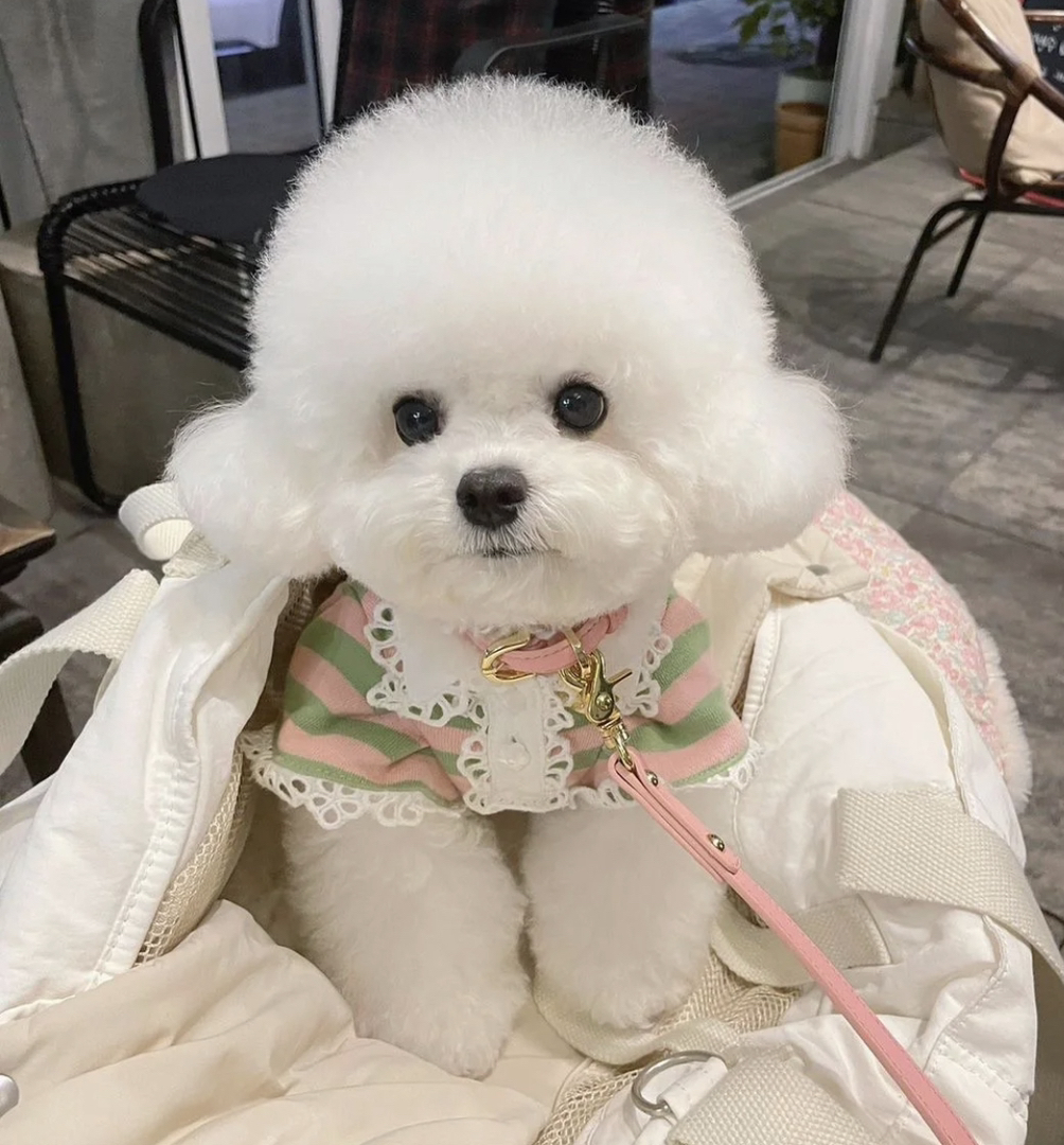 高端网红比熊❤️可以开视频看狗