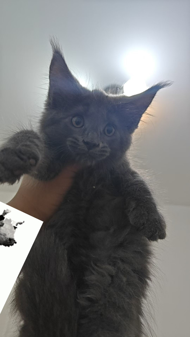 缅因猫幼崽,毛发浓密,耳朵尖挺,霸气外表下的温柔猫咪