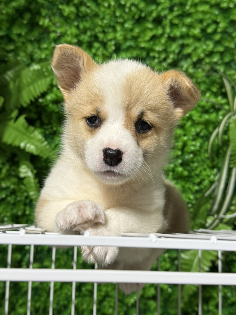 柯基幼犬,呆萌可爱,小短腿大耳朵,萌宠首选