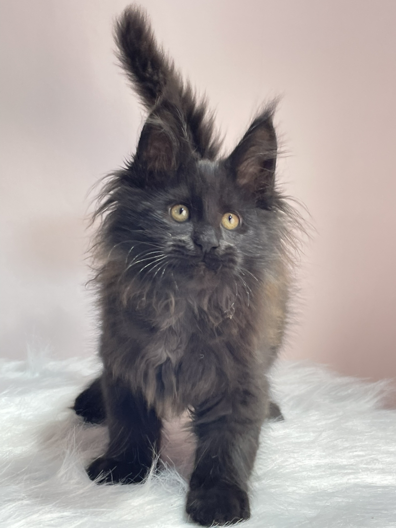 黑颜色缅因猫弟弟。