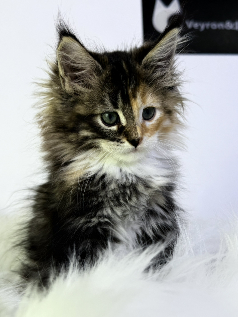 三花缅因 55分阴阳脸稀有