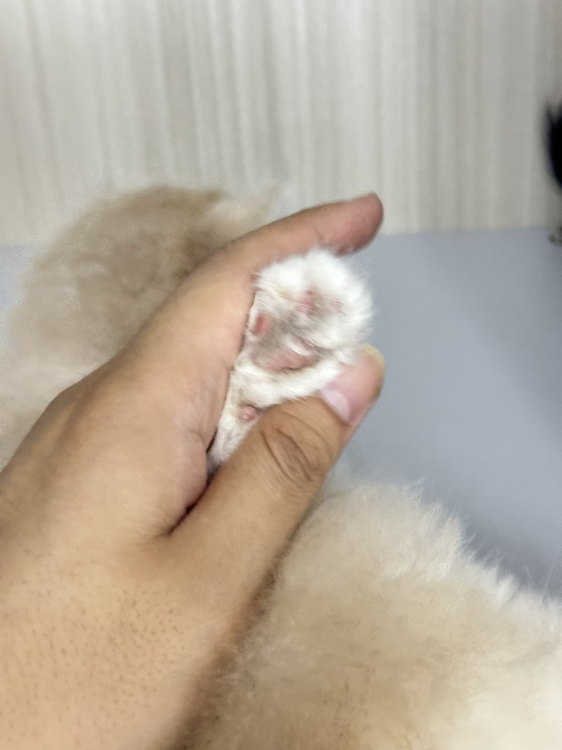 紫金12色妹妹