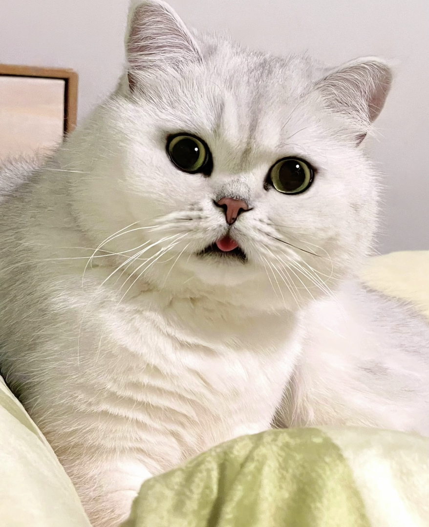 银渐层猫咪,毛发光滑柔顺,大眼呆萌超可爱