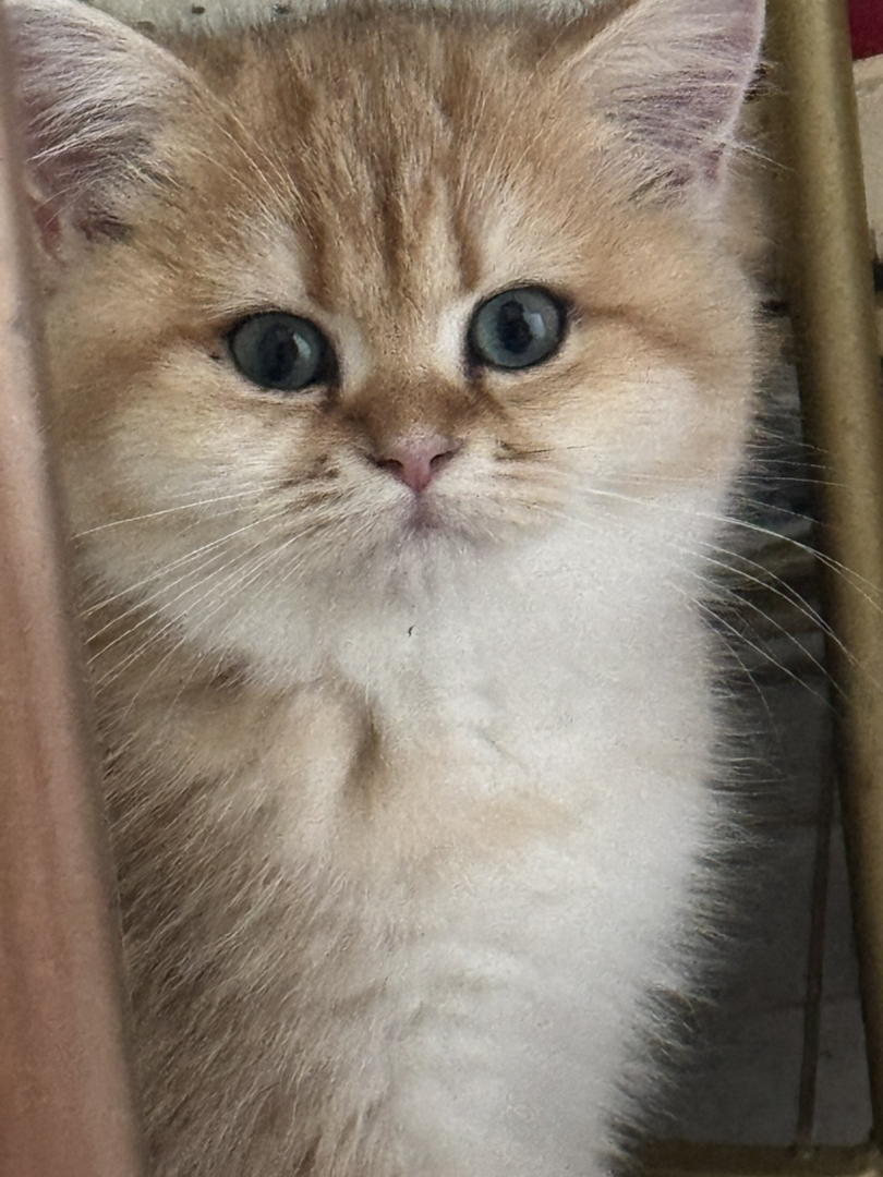 小宝贝找新家～