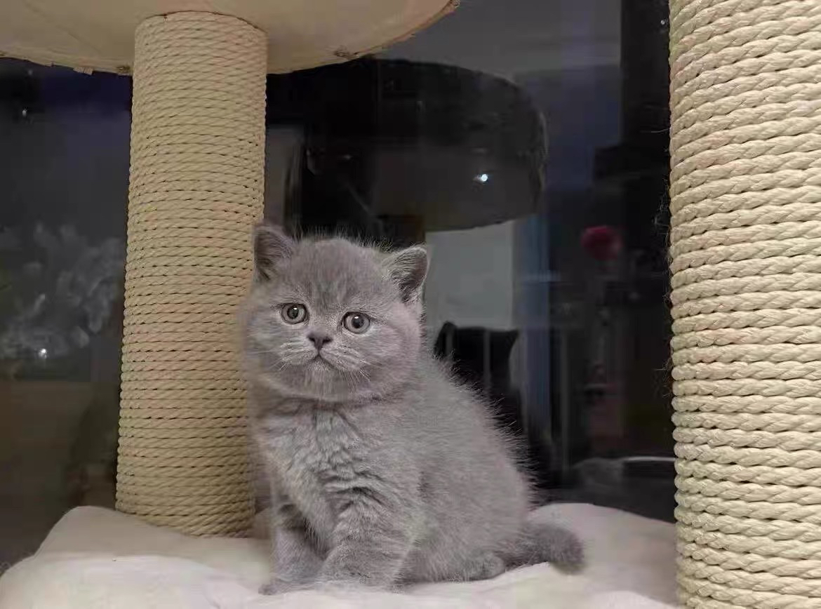 蓝猫已打疫苗驱虫保障终身售后。金渐层布偶银渐层金吉拉暹罗蓝猫银点暹罗猫