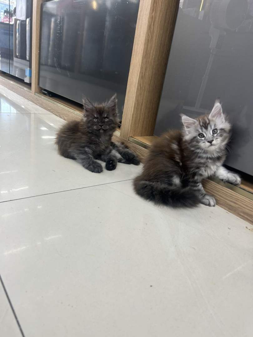缅因猫