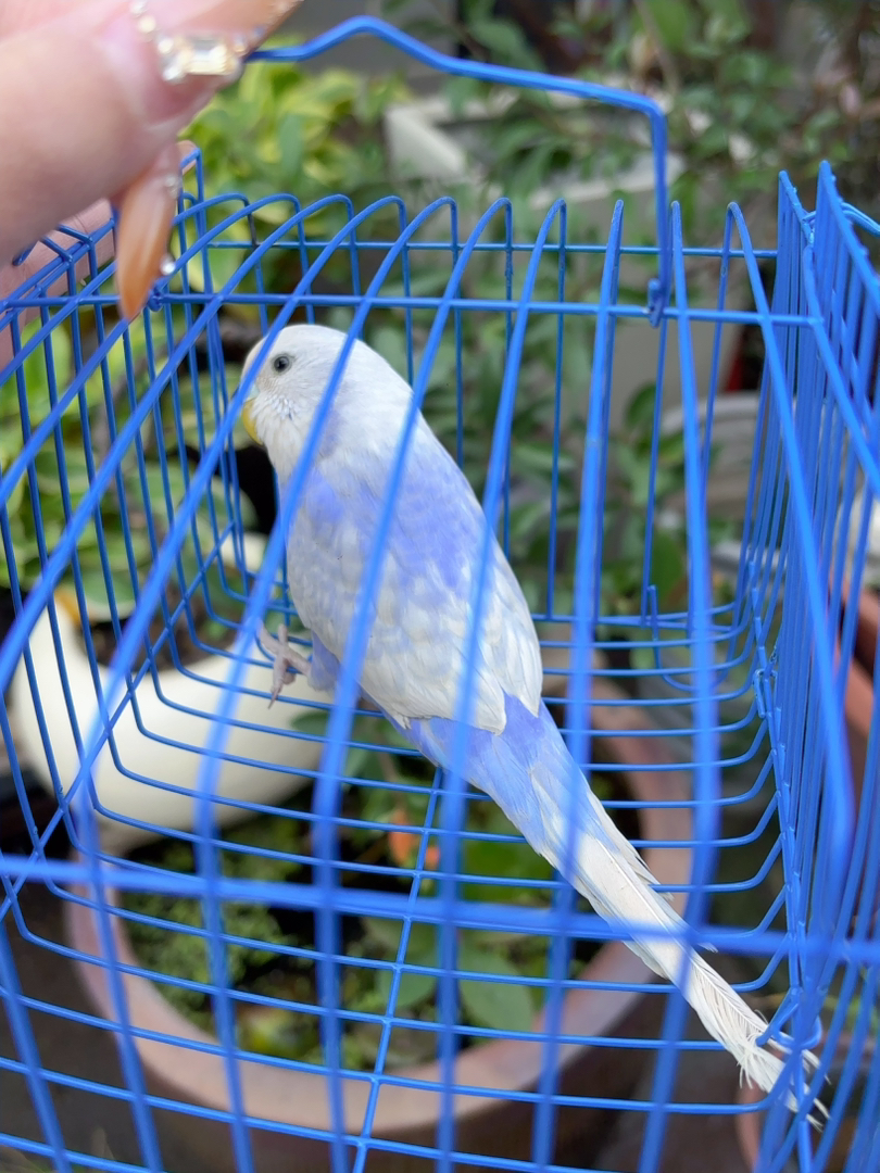 特色紫珍珠大头妹妹一枚，有喜欢的快速入手吧