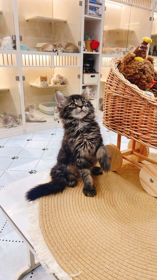 缅因猫幼崽,虎斑花纹毛绒浓密,活泼灵动,霸气可爱适配陪伴