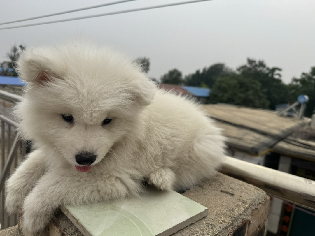 萨摩耶幼犬，毛白似雪，笑容治愈，温顺可爱的陪伴犬